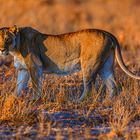 Lioness-Sunrise-z96-2000