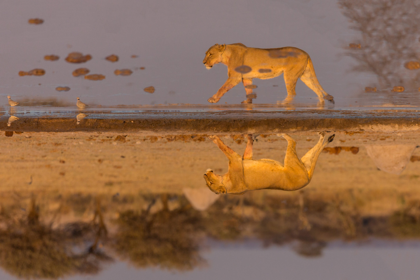 Lioness Upside-Down