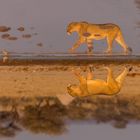 Lioness Upside-Down