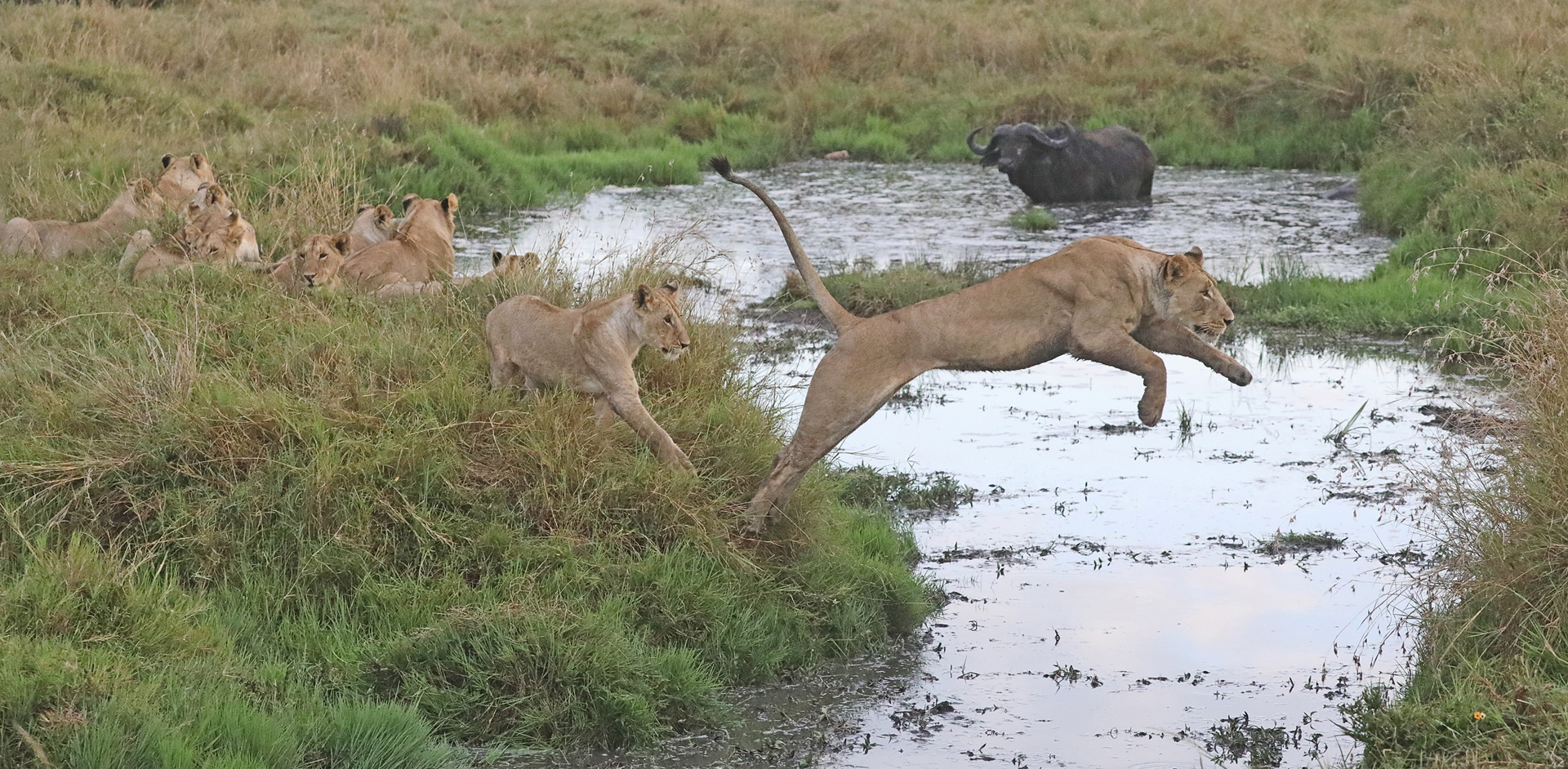 Lioness wanted to startle the buffalo