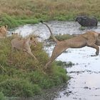 Lioness wanted to startle the buffalo