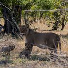 Lioness with cubs