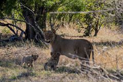 Lioness with cubs