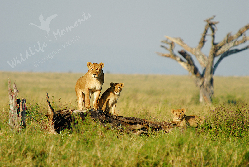 Lioness with cubs, Tanzania