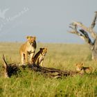 Lioness with cubs, Tanzania