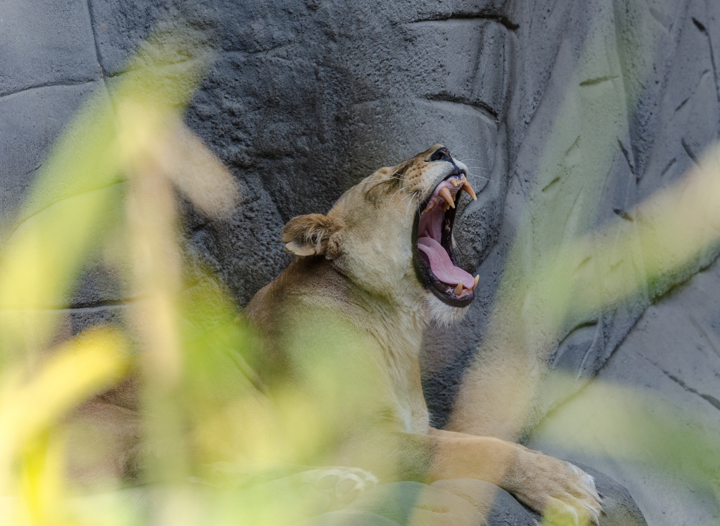 Lioness yawning