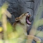 Lioness yawning