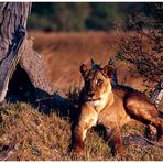 Lioness_2