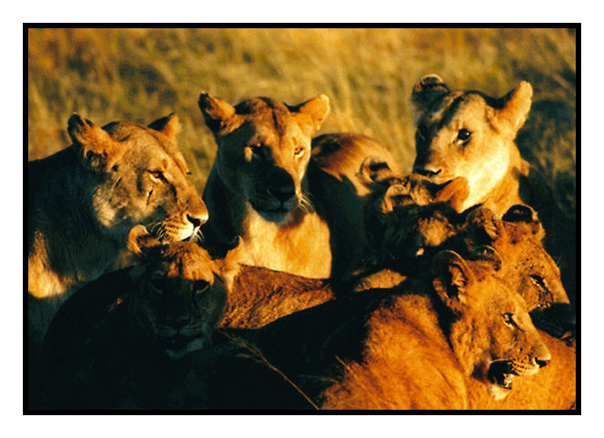 Lionesses and Cubs