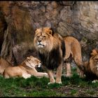 Lionfamily