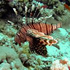 Lionfish