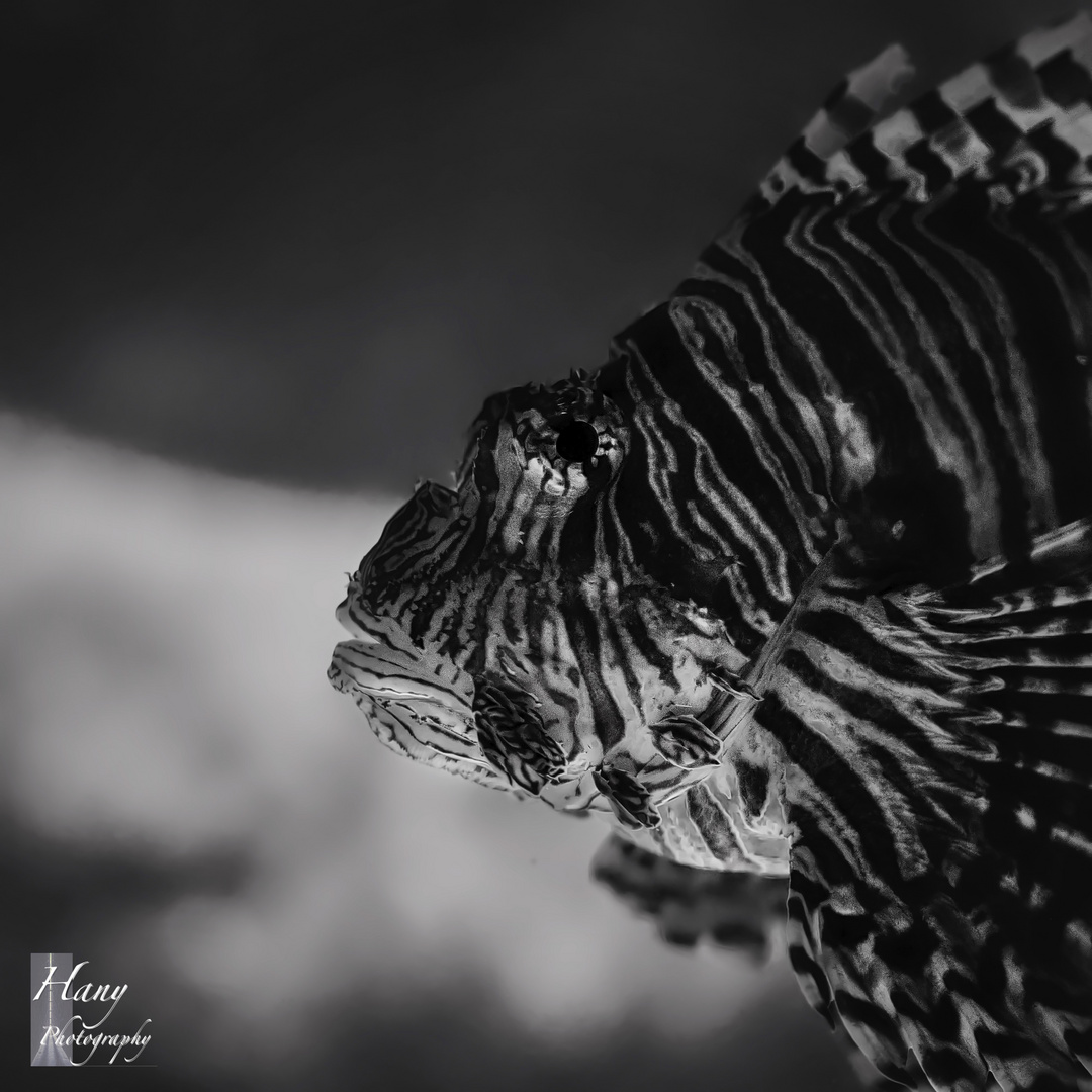 Lionfish