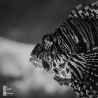 Lionfish