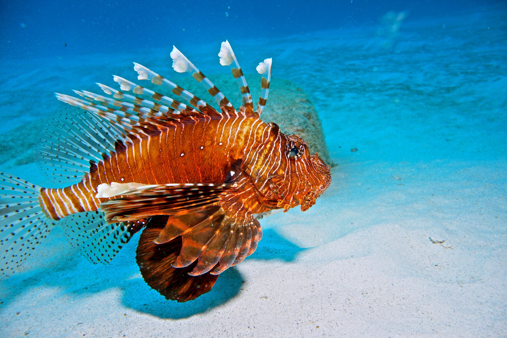 Lionfish