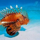 Lionfish