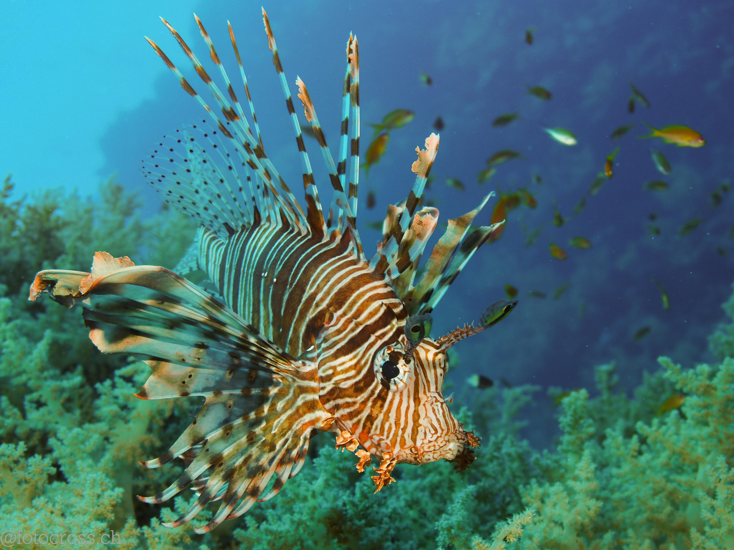 Lionfish