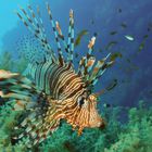 Lionfish