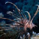 Lionfish