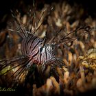 Lionfish