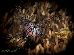 Lionfish