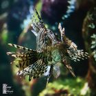 Lionfish