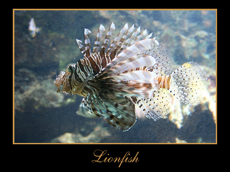 Lionfish