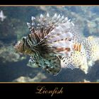 Lionfish