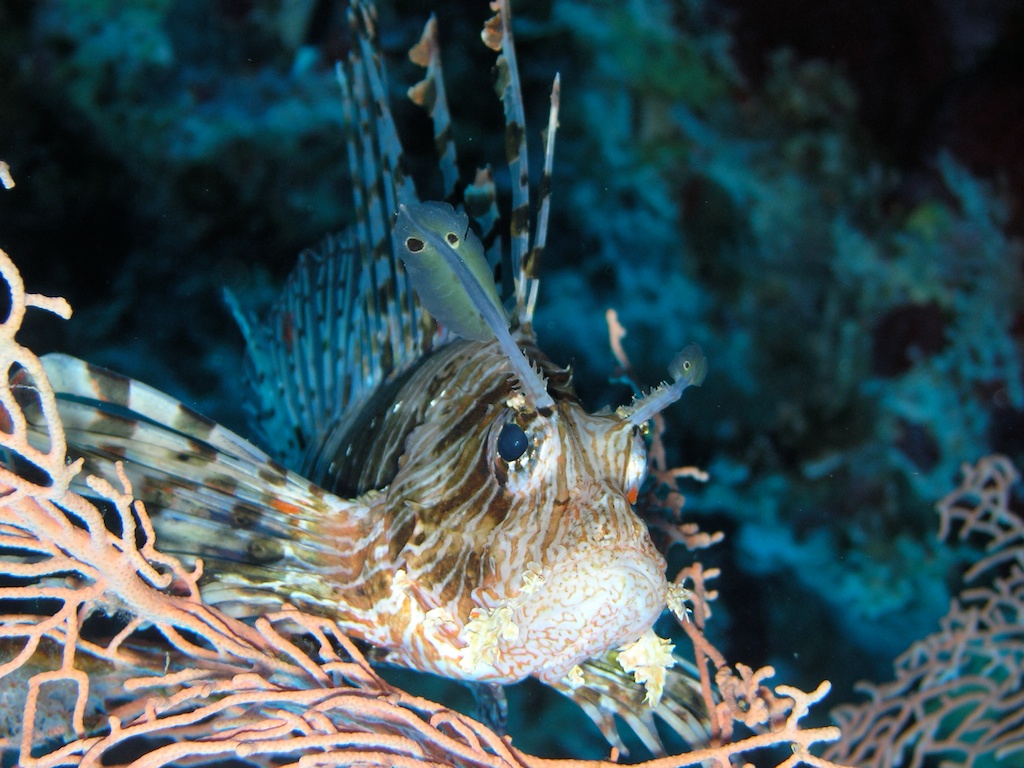 Lionfish