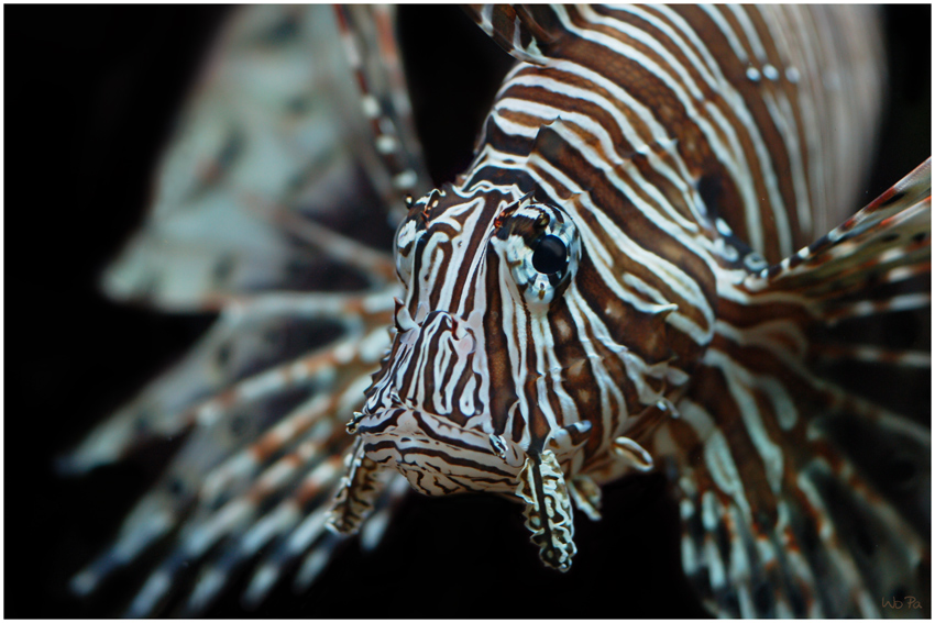 Lionfish