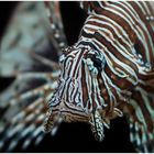 Lionfish