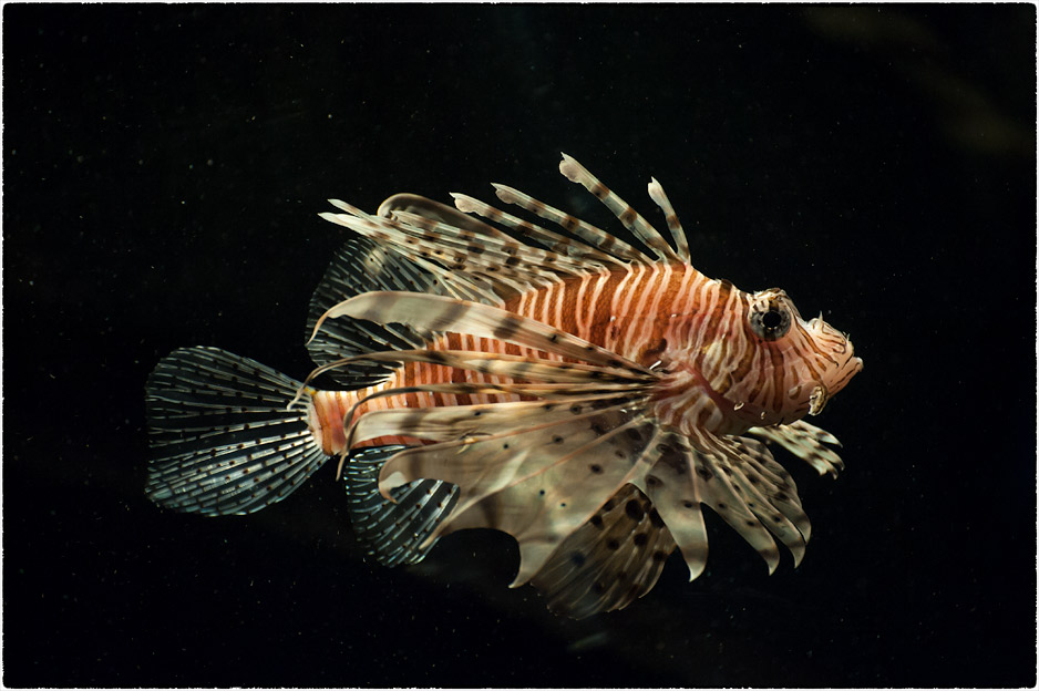 Lionfish