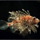 Lionfish