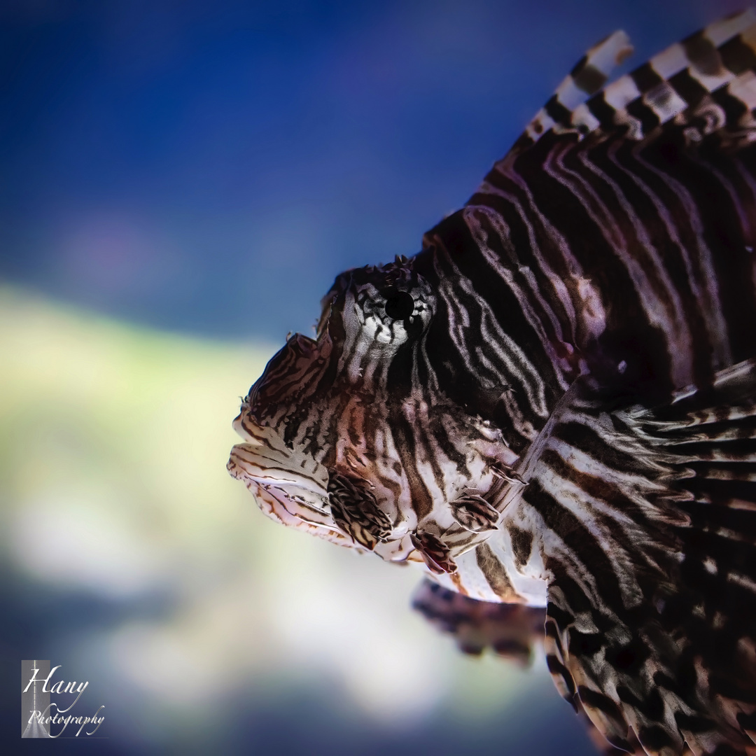 Lionfish