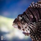 Lionfish