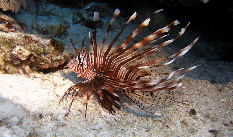 lionfish