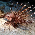 lionfish