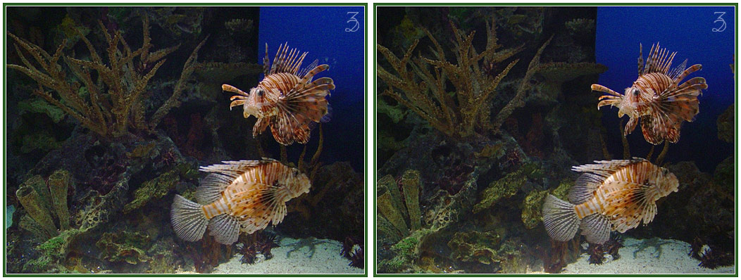 Lionfish at Shark Reef