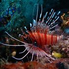 Lionfish