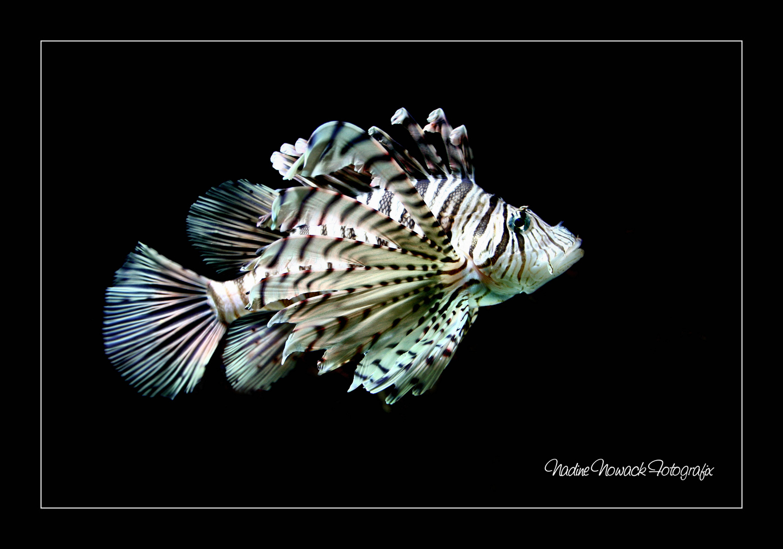 Lionfish