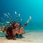 Lionfish