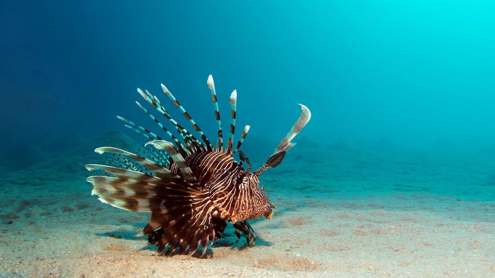 Lionfish