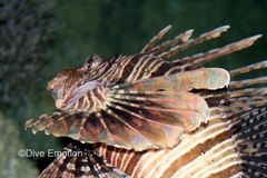 Lionfish Great Barrier Reef