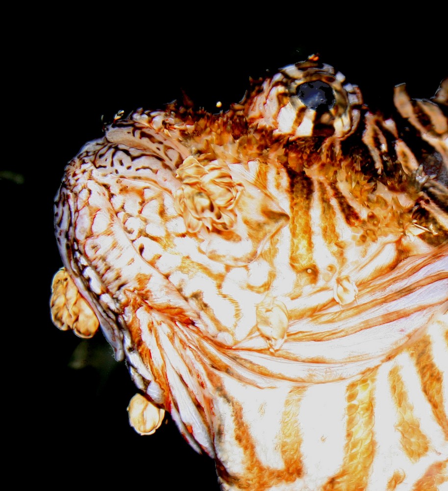 Lionfish im Great Barrier Reef