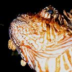 Lionfish im Great Barrier Reef