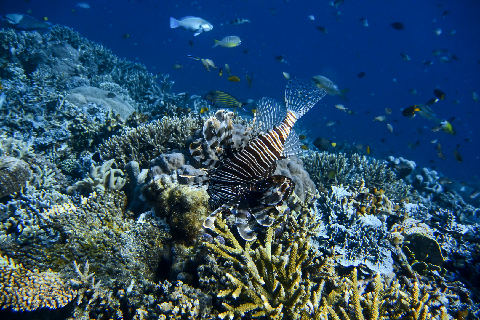 Lionfish in Raja Ampat