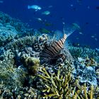 Lionfish in Raja Ampat