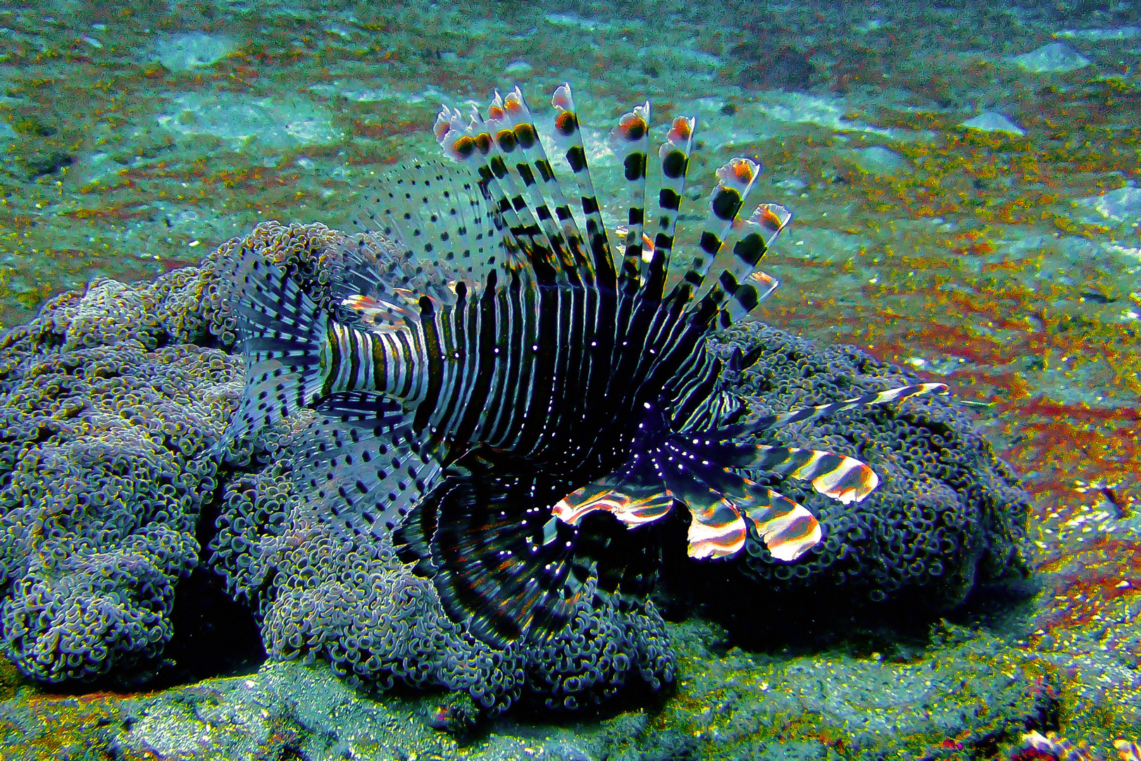Lionfish in shallow waters
