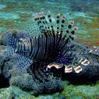 Lionfish in shallow waters