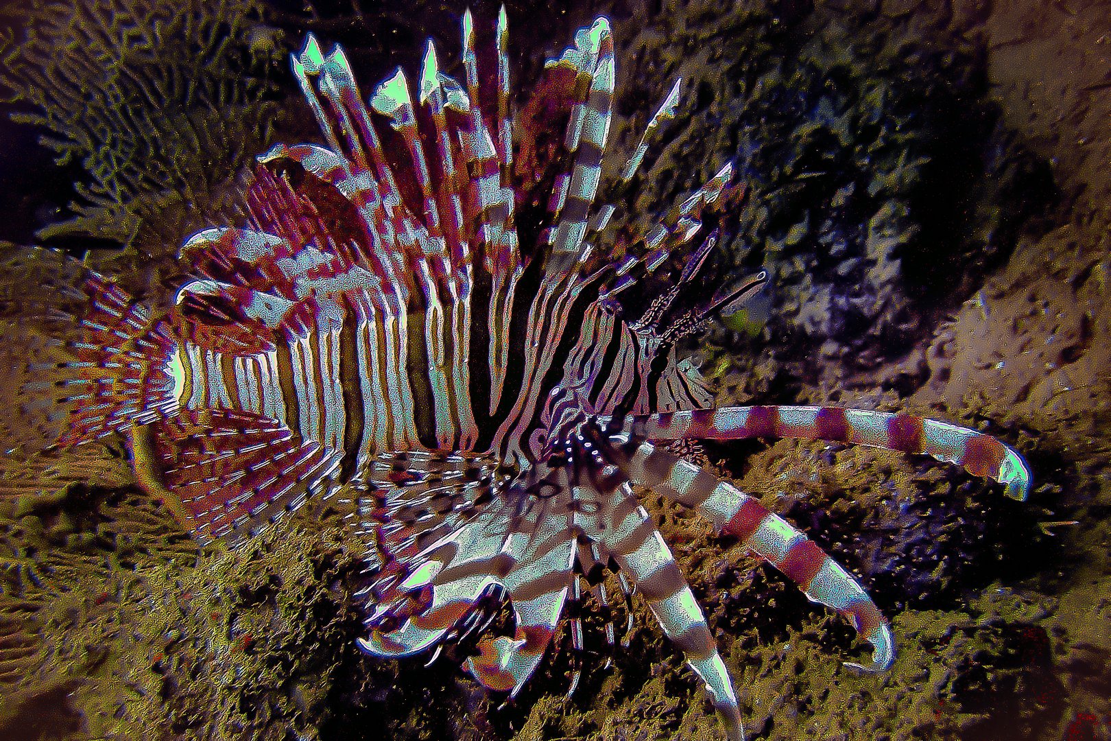 Lionfish not much liked