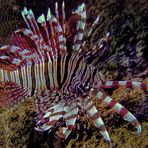 Lionfish not much liked